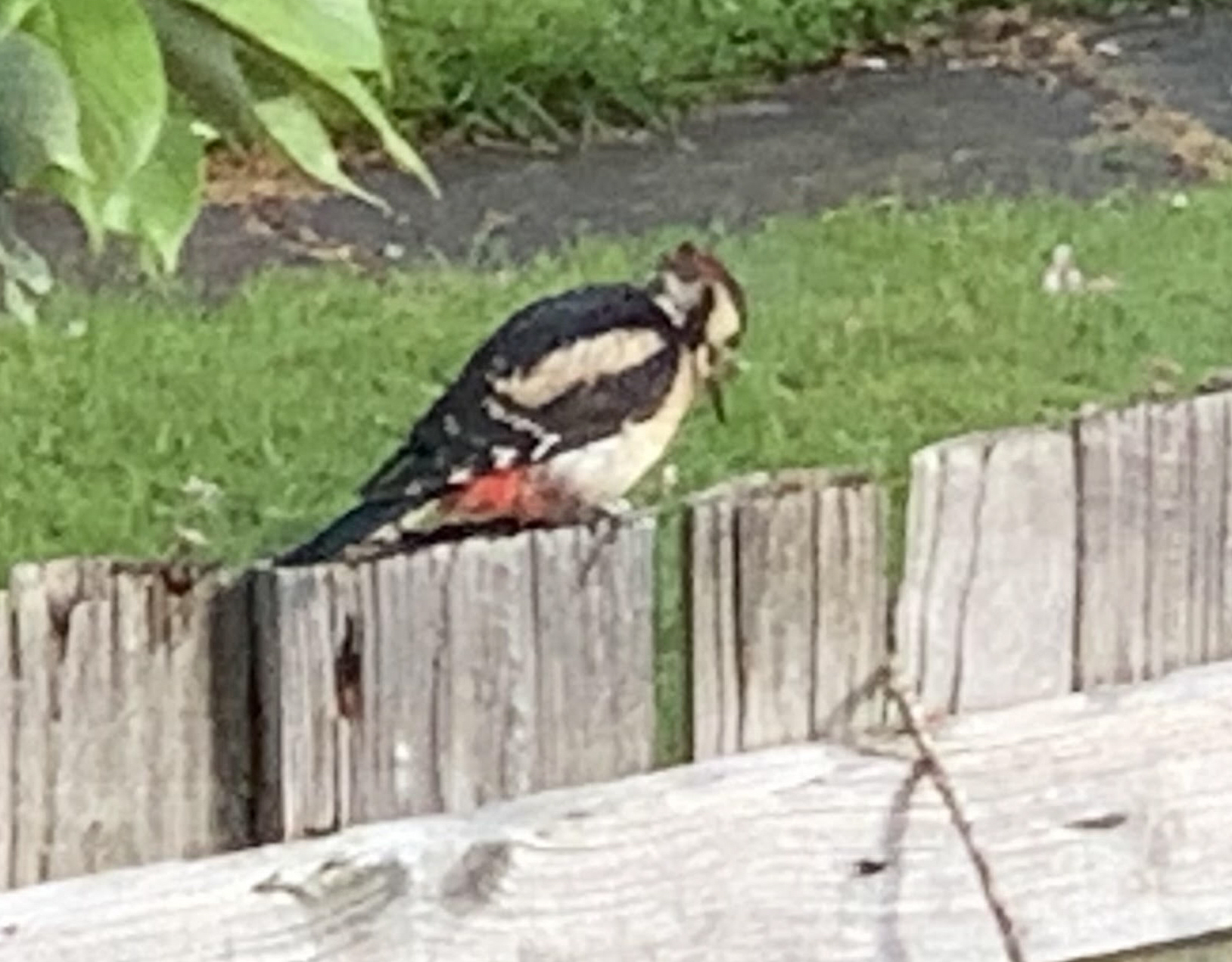 Greater Spotted Woodpecker 2021