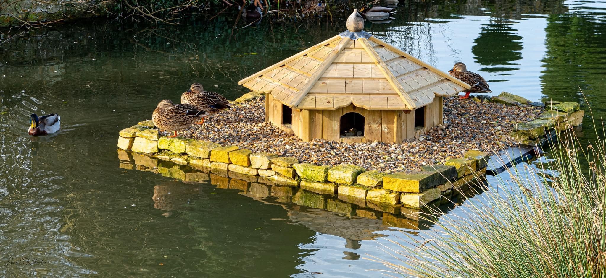 Ducks on island on Willersey pond