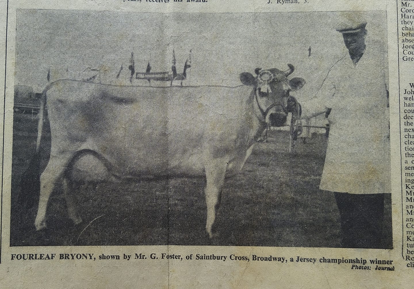 Historic Saintbury Jersey Cow